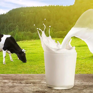 Milk Production